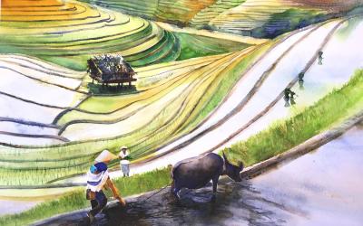 Reisfelder-VietnamII-2018-56-x-76-cm