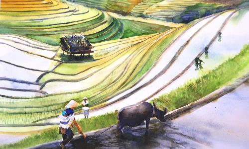 Reisfelder-VietnamII-2018-56-x-76-cm